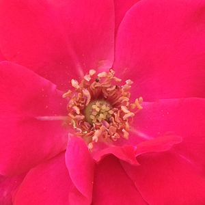 Web trgovina ruža - Crvena  - floribunda ruže - diskretni miris ruže - Rosa  Anne Poulsen® - Poulsen, Svend - Možemo ih povezati s crvenim, ljubičastim cvjetovima i ugodnim kontrastom sa žućkastim zelenim lišćem i cvijećem.
